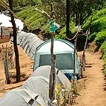Janardan Tea Campsite Ooty