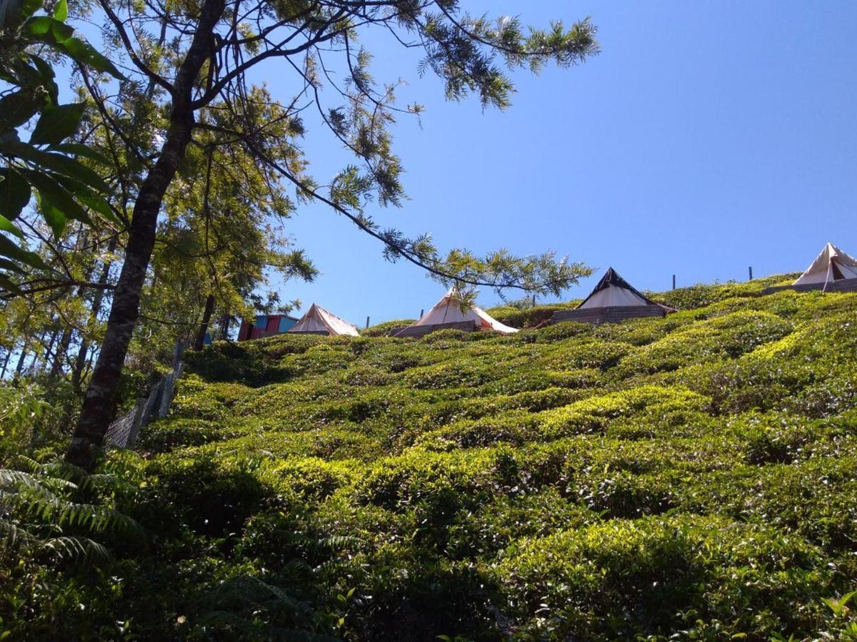 Campsite Janardan Tea Campsite *
