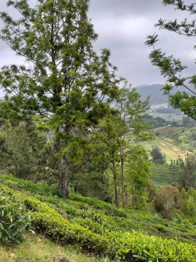 Janardan Tea Campsite *