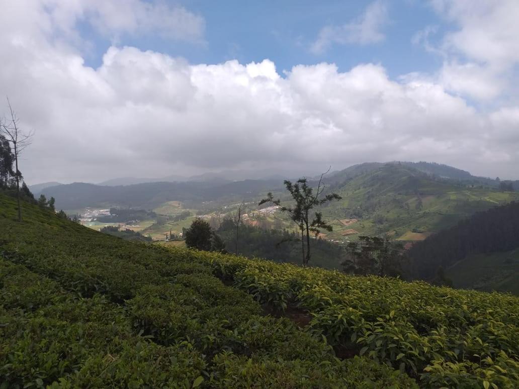 Janardan Tea Campsite