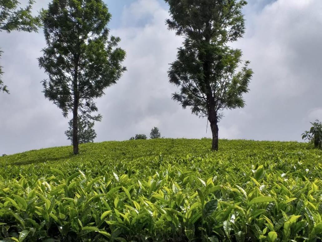 Janardan Tea Campsite Campsite Ooty