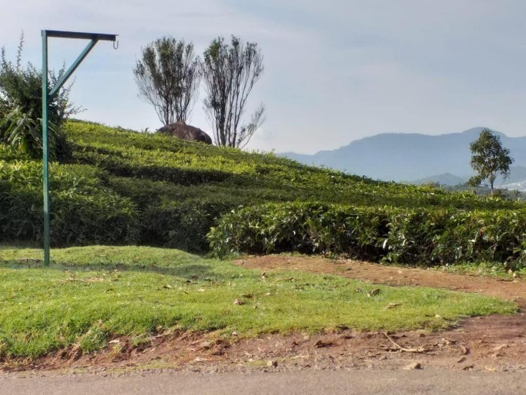 Janardan Tea Campsite *