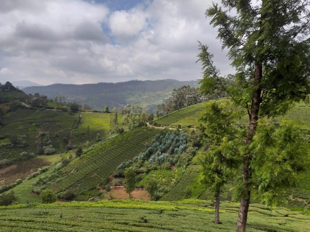Janardan Tea Campsite Campsite