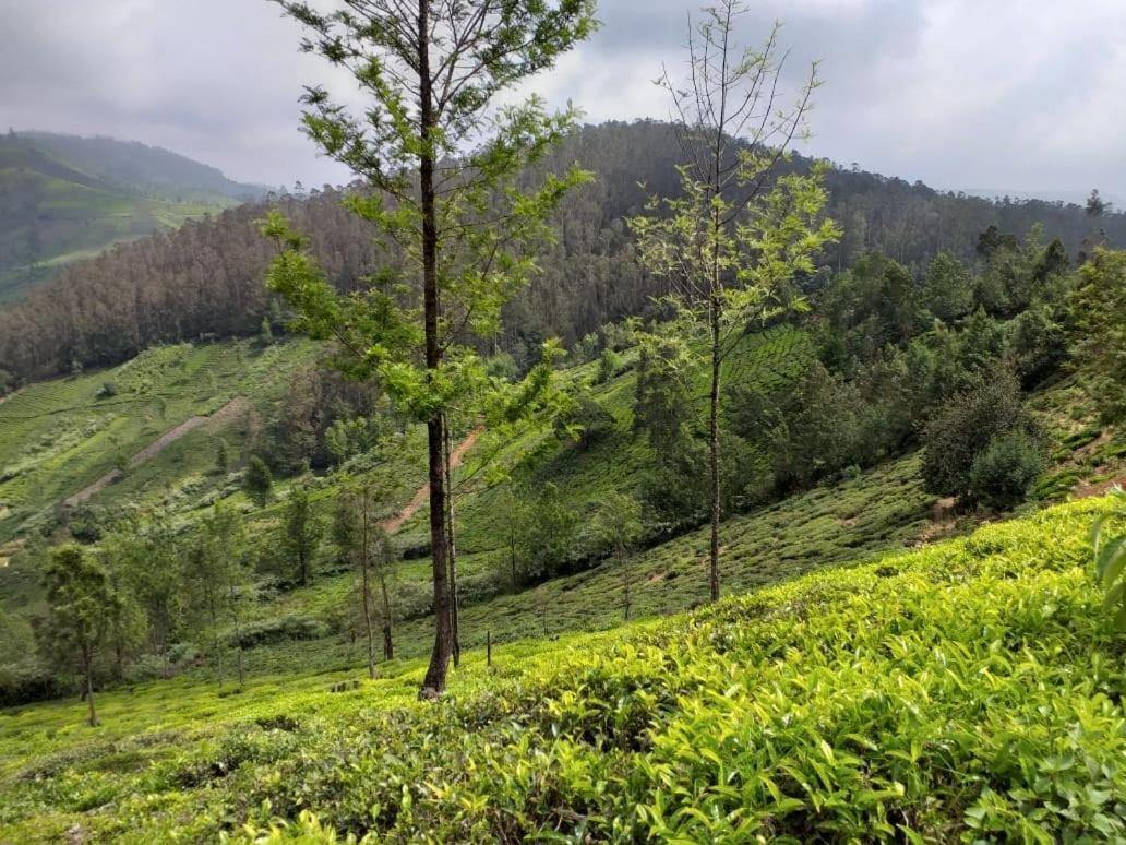 Janardan Tea Campsite Campsite *