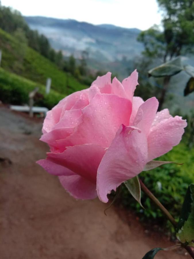 Janardan Tea Campsite Ooty