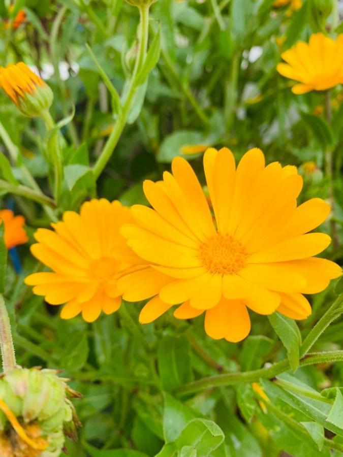 Gokul * Ooty