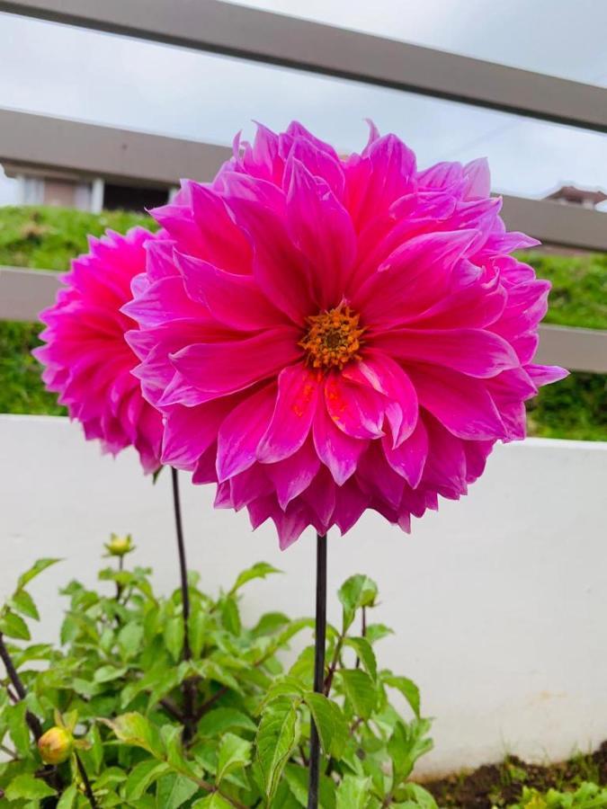 Gokul