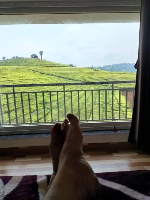 Tea Estate View * Ooty
