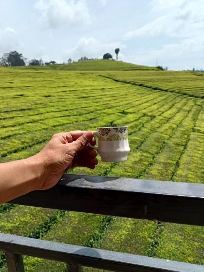 Tea Estate View * Ooty