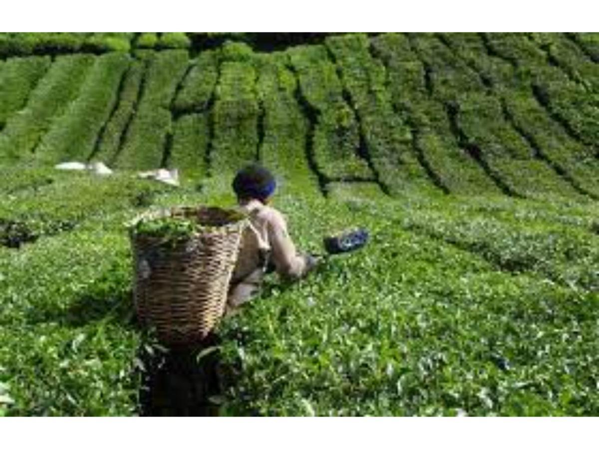 Villa The Views - True Baduaga Living Ooty