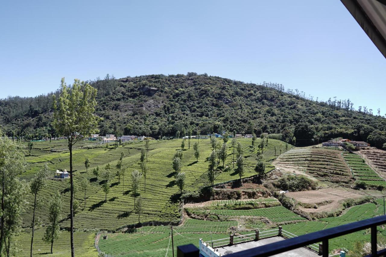 Tea Leaf By Brown Tree * Ooty