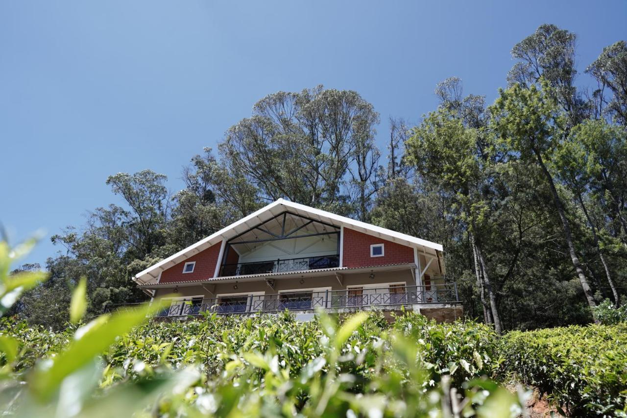 Tea Leaf By Brown Tree Ooty