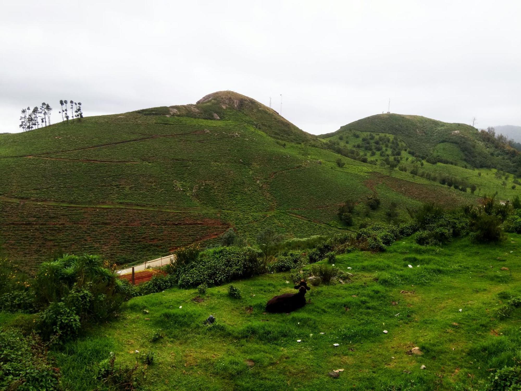 Homestay Hill View Dream *