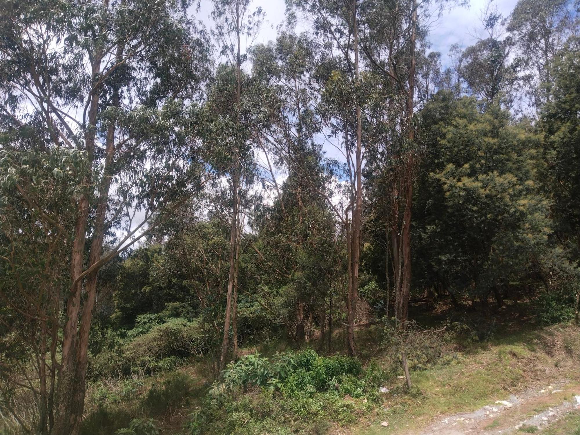 Bs Dreamz Homestay Ooty