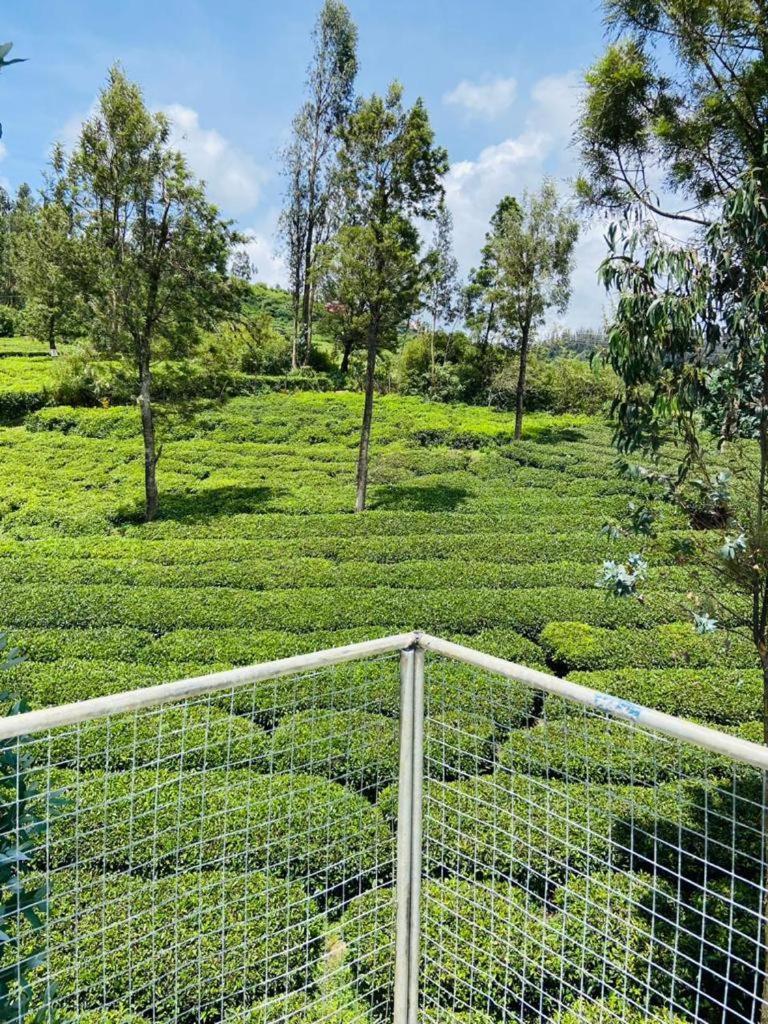 The Wood Ooty
