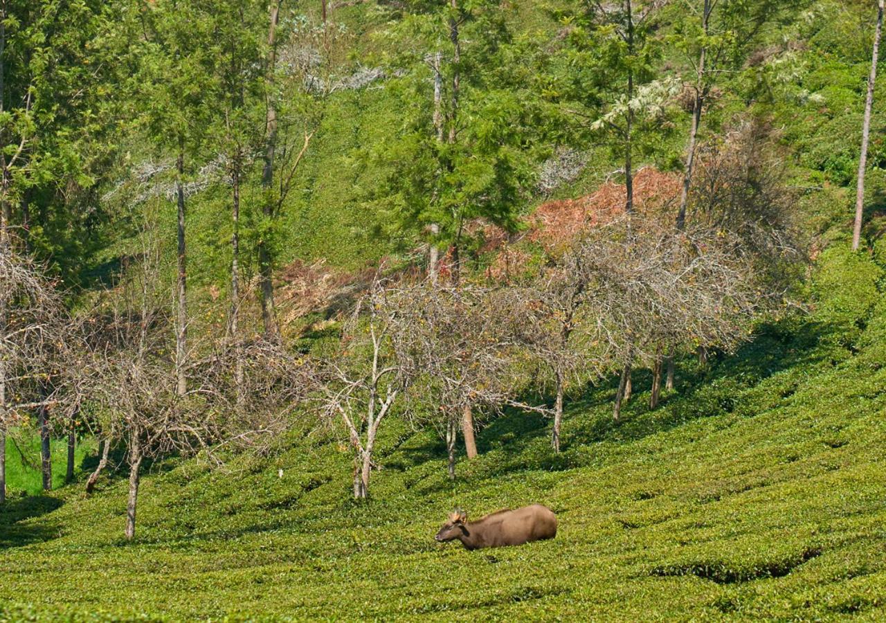 Silver Dale Tea Estate By Voye Homes Farm stay