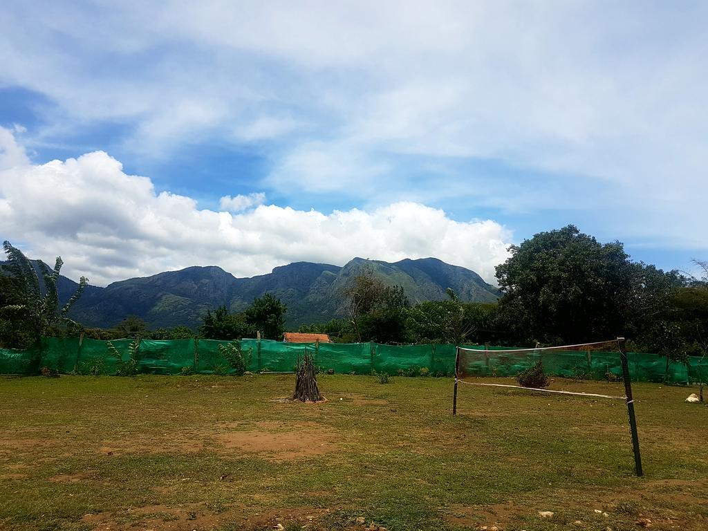 Tamarind Tree