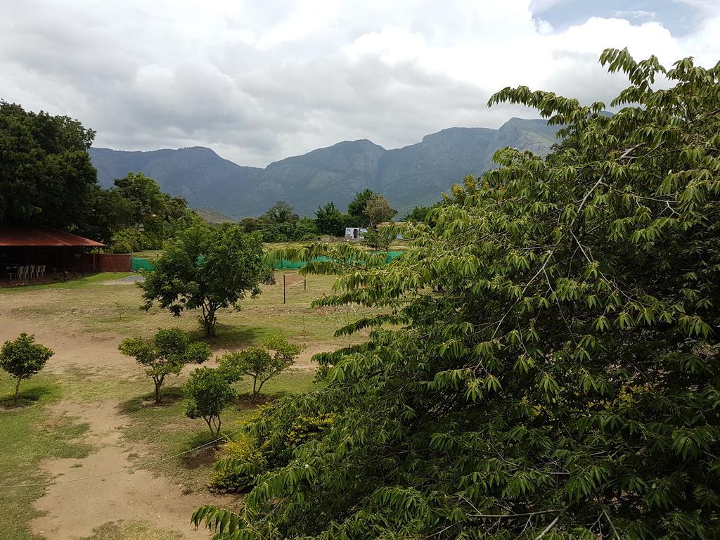 Tamarind Tree *
