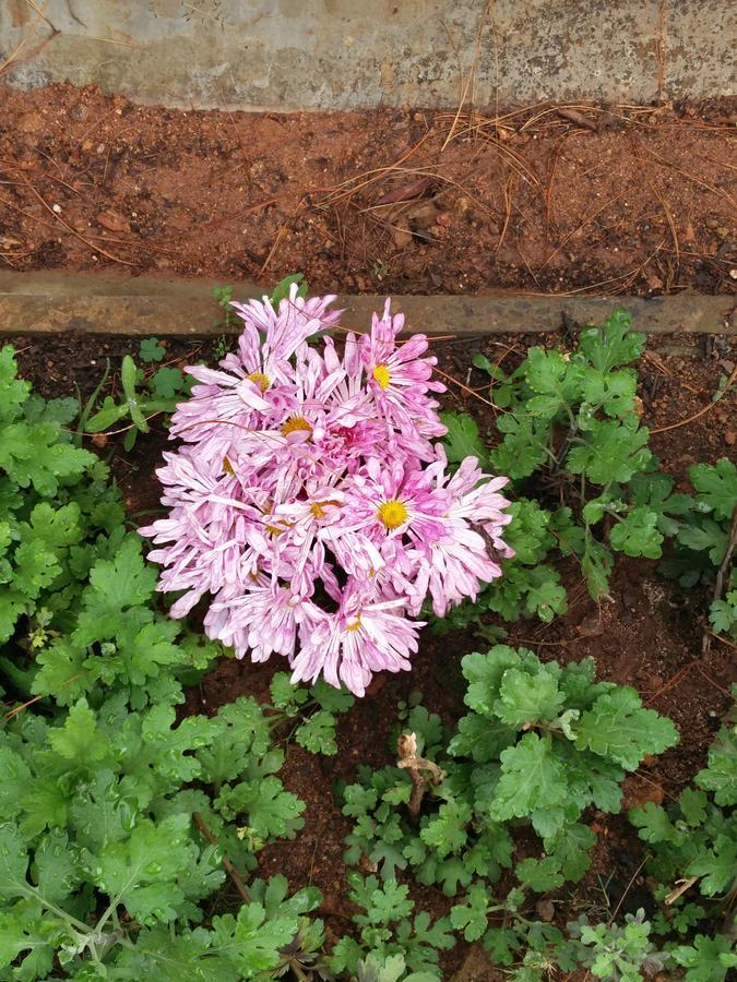The Great Escape * Ooty