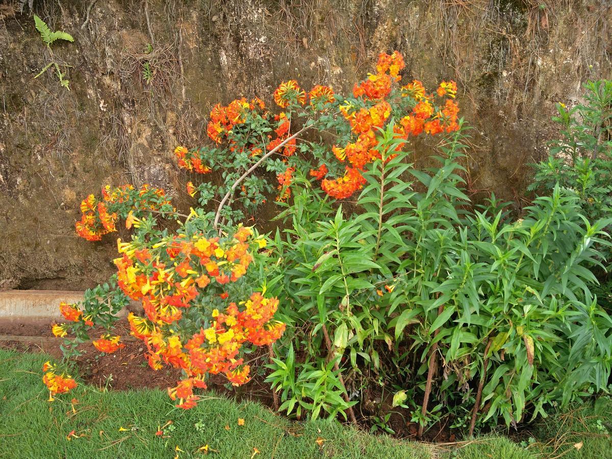 The Great Escape Homestay Ooty