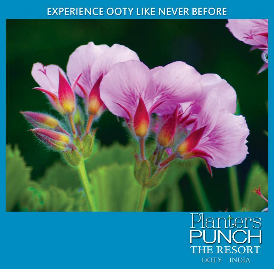Planters Punch Villa Ooty