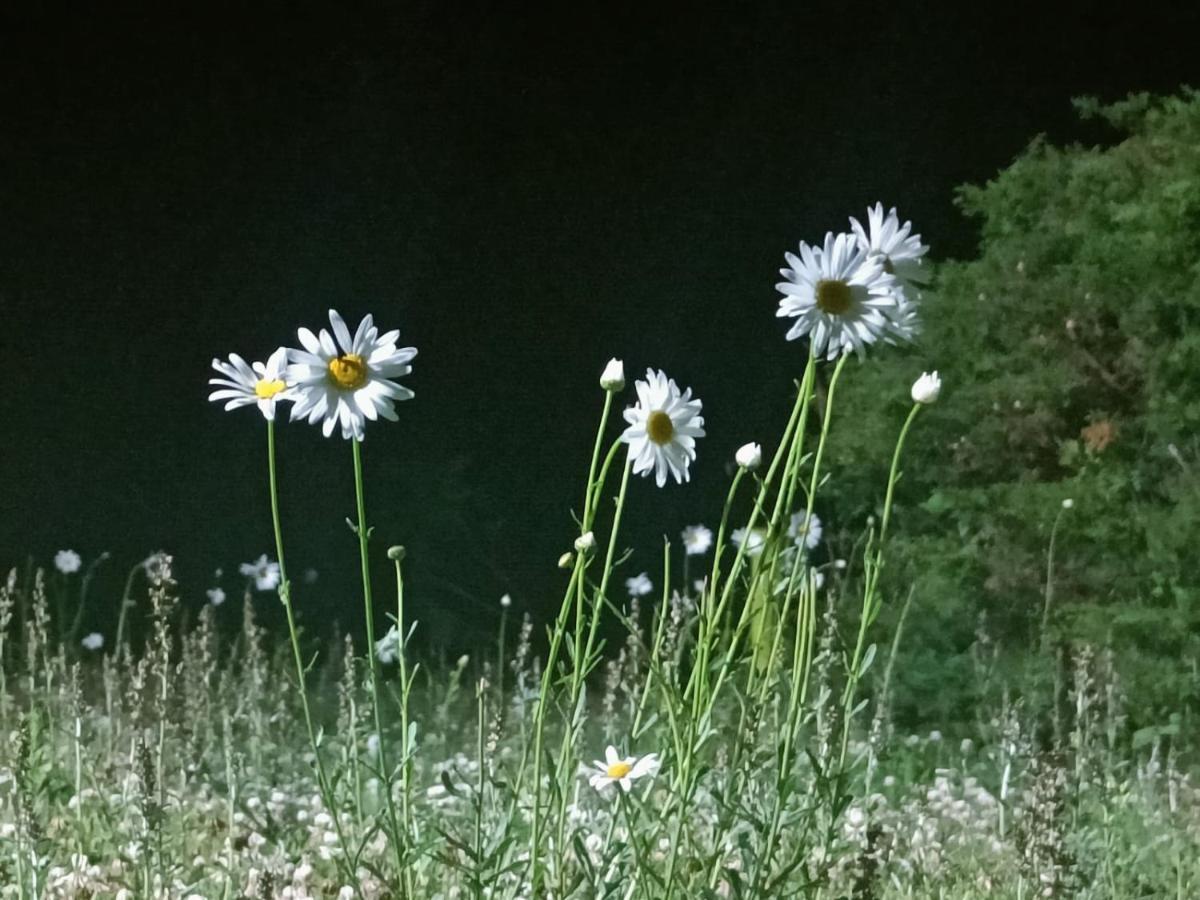 Natures Retreat And *