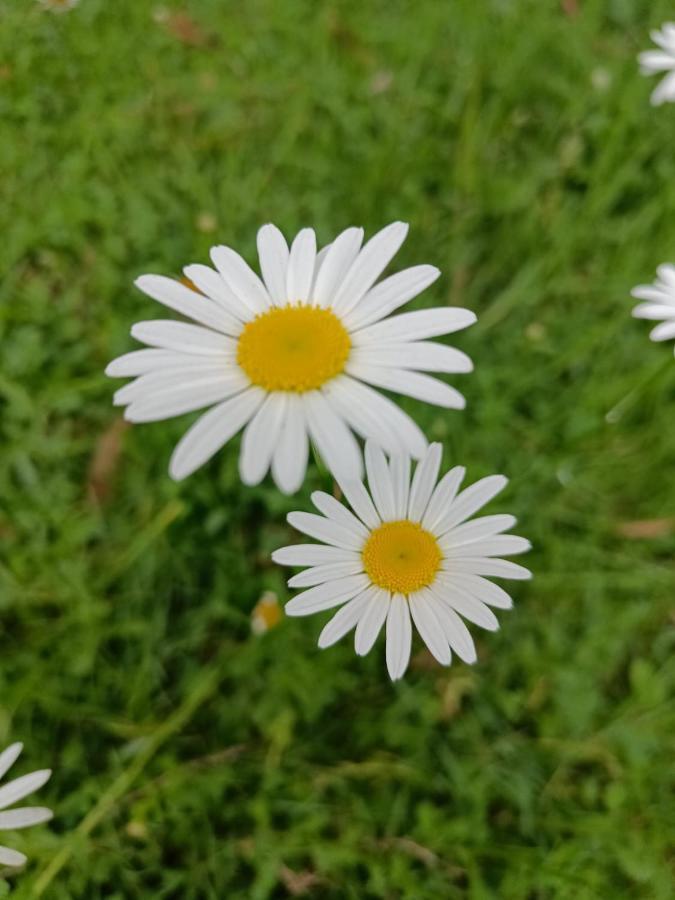 Hotel Natures Retreat And Ooty