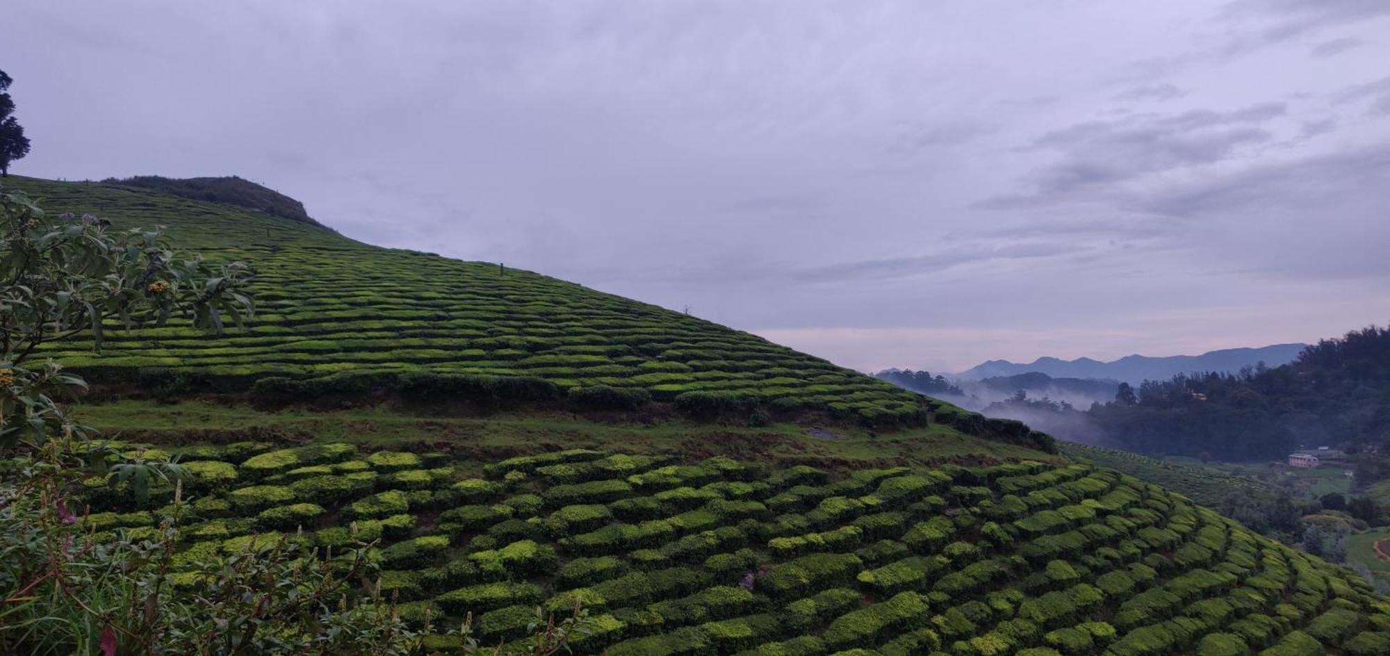 Hill Bird Heritage * Ooty
