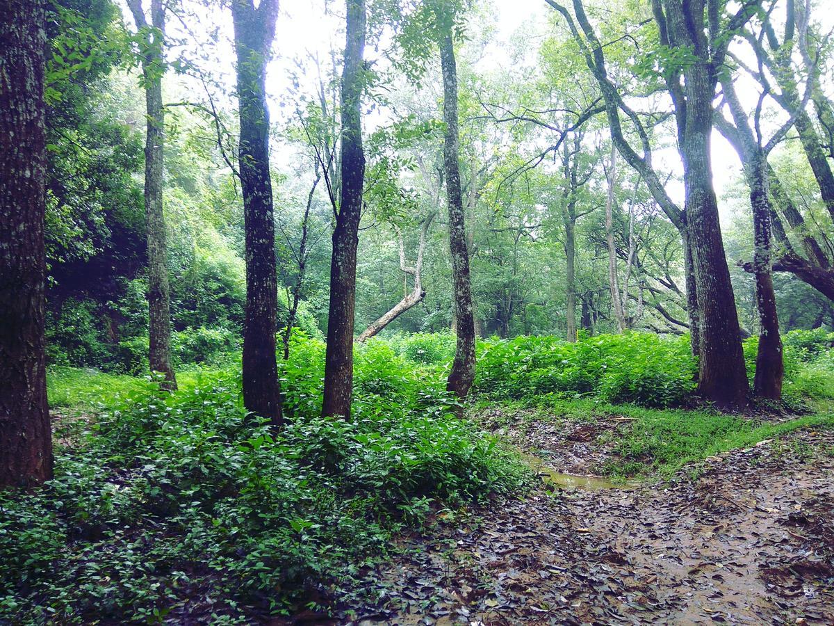 Secret Valley Jungle Ooty