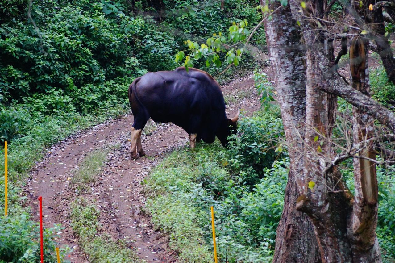 Secret Valley Jungle Ooty