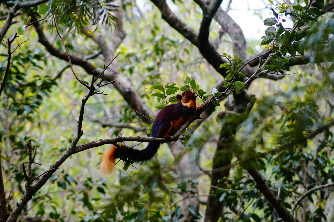 Secret Valley Jungle Resort