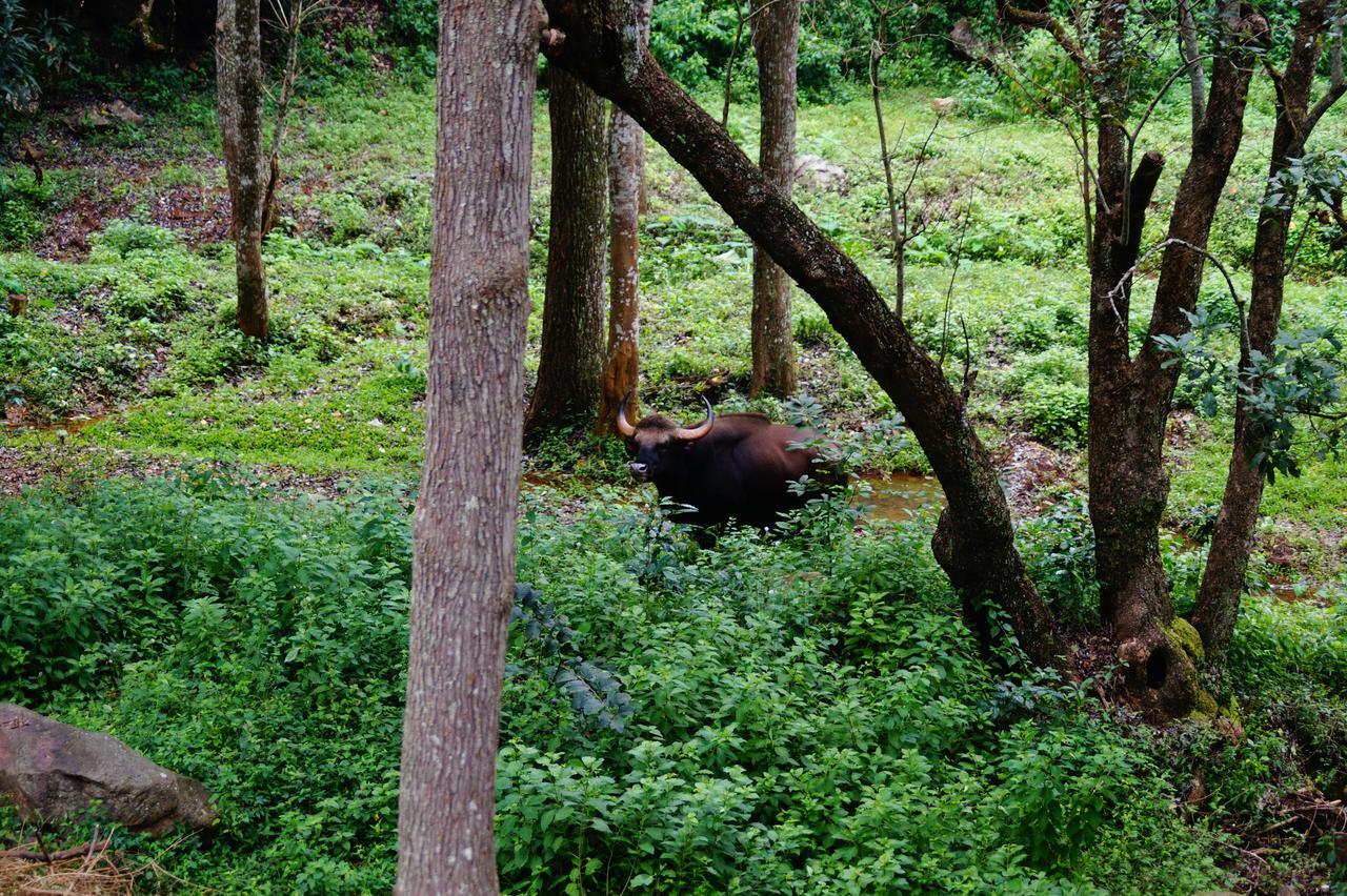 Resort Secret Valley Jungle