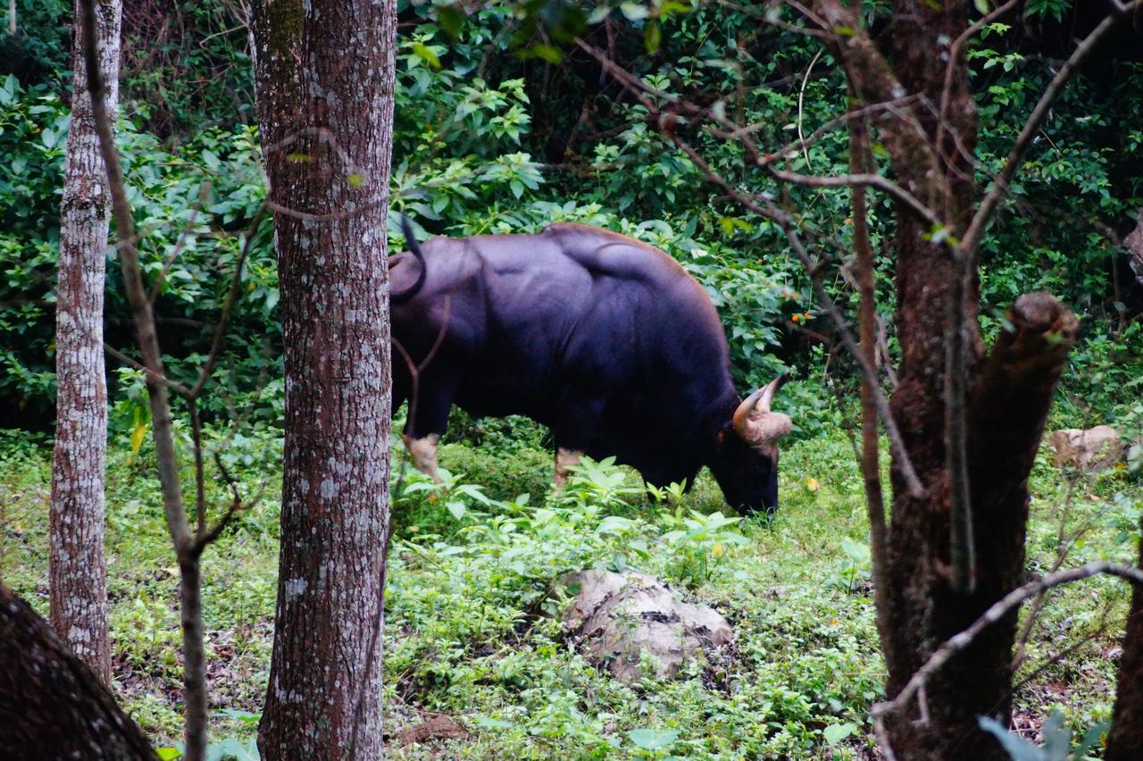 Secret Valley Jungle 2* Ooty