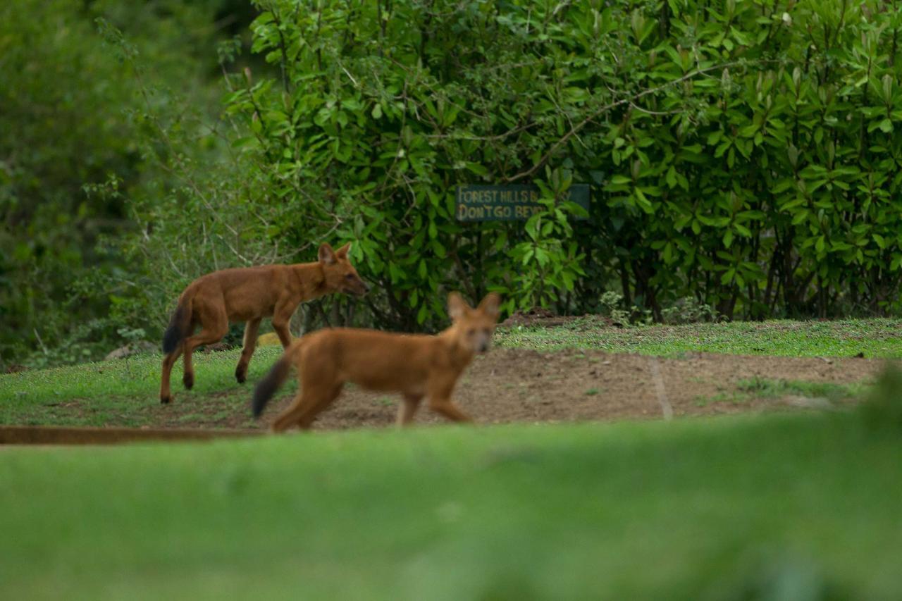 Forest Hills Farm And Ooty